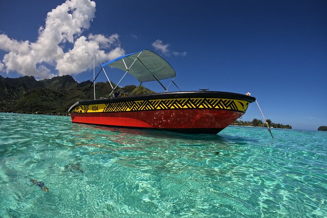 Watch and Swim with Humpback Whales in Moorea - Should you book KoaBoatTour?