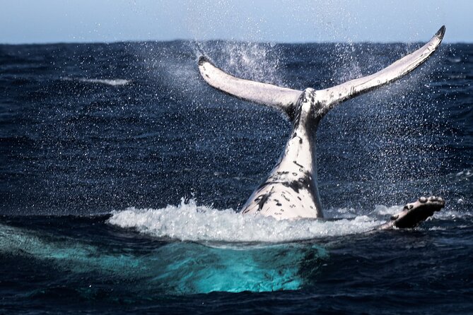 Watch and Swim with Humpback Whales in Moorea - Entering the water near the whales