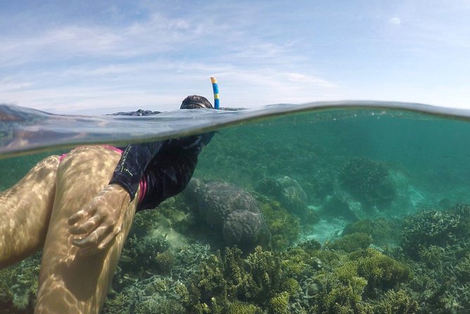Water Taxi Signal Island Turtle Tour for cruisers - Key points to know before you book