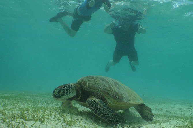 Water Taxi Signal Island Turtle Tour for cruisers - What you can see while snorkeling