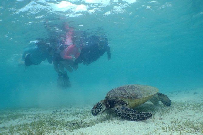 Water Taxi Signal Island Turtle Tour for cruisers - How much value do you get for $61.40?