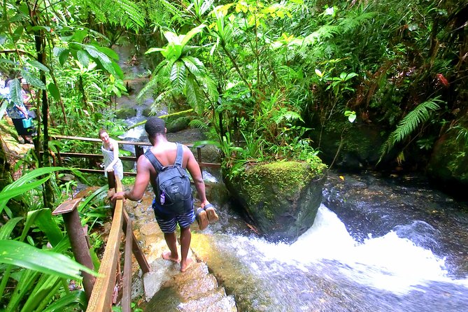 Waterfalls and Nature Tour - Birds, rainforest, and a slower pace