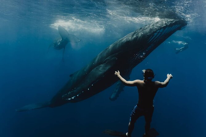 Whale Tour - Observe and swim with whales - Why a Moorea whale swim feels different