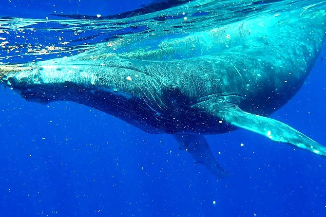 Whale Tour - Observe and swim with whales - The four-hour boat trip from Moorea