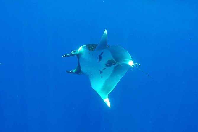 Whale Tour - Observe and swim with whales - Photos and the cost of the experience