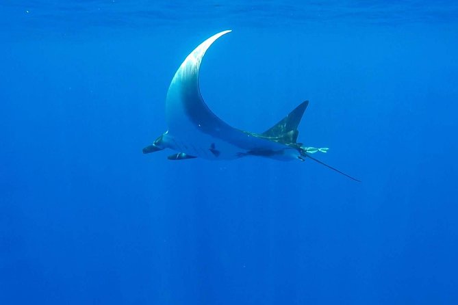 Whale Tour - Observe and swim with whales - Practical booking advice for a smoother day