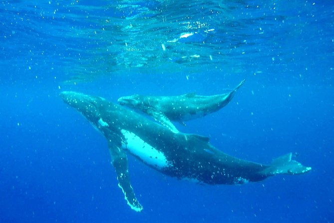 Whale Tour - Observe and swim with whales - Entering the water near humpback whales