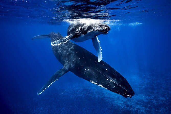 WHALE TOUR - Watching and Swimming with Whales - Moorea’s whale season begins at the cruise pier
