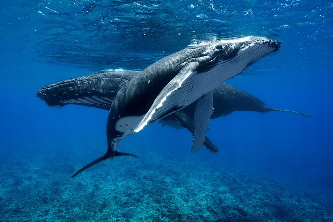 WHALE TOUR - Watching and Swimming with Whales - Four hours of searching, watching, and waiting