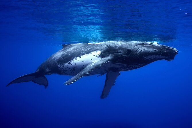 WHALE TOUR - Watching and Swimming with Whales - The crew makes the difference