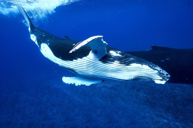 WHALE TOUR - Watching and Swimming with Whales - Price, group size, and what you are paying for