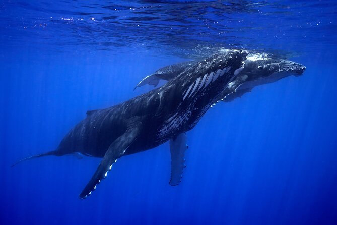 WHALE TOUR - Watching and Swimming with Whales - Sea conditions, comfort, and physical demands