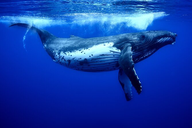 WHALE TOUR - Watching and Swimming with Whales - Rules, weather, and the ethical side