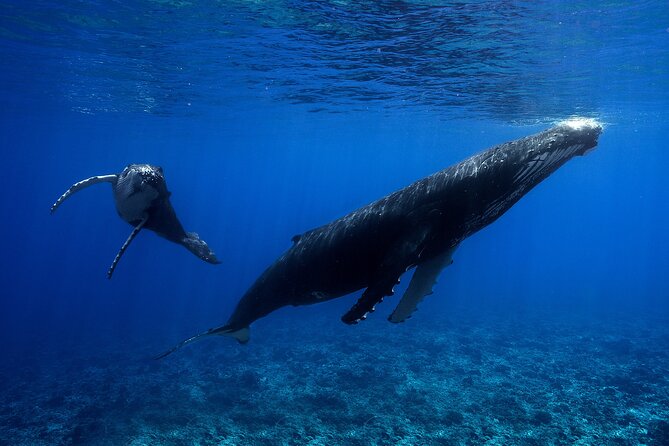WHALE TOUR - Watching and Swimming with Whales - Who should book this Moorea whale tour
