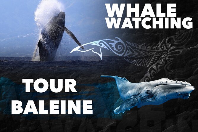 WHALE TOUR - Watching and Swimming with Whales - Mother and calf encounters are the great prize