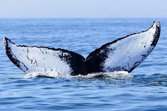 Whale watching 6 people half day - Who will enjoy this Moorea tour most
