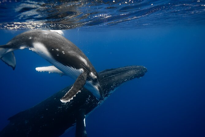 Whale watching and snorkelling in Moorea - Key points before you book