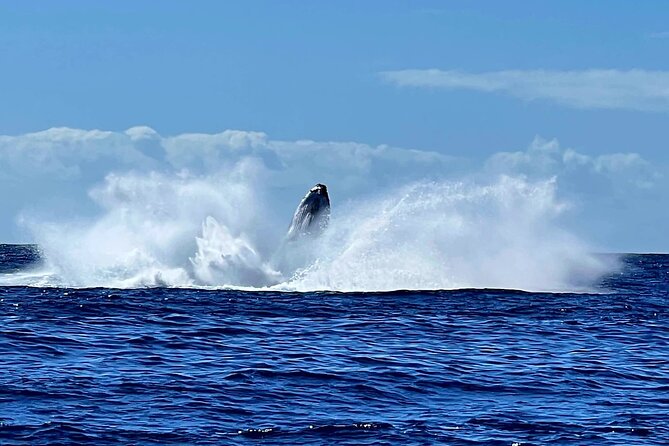 Whale watching and snorkelling in Moorea - Watching from the boat