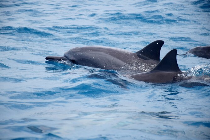 Whale watching and snorkelling in Moorea - Entering the water with whales