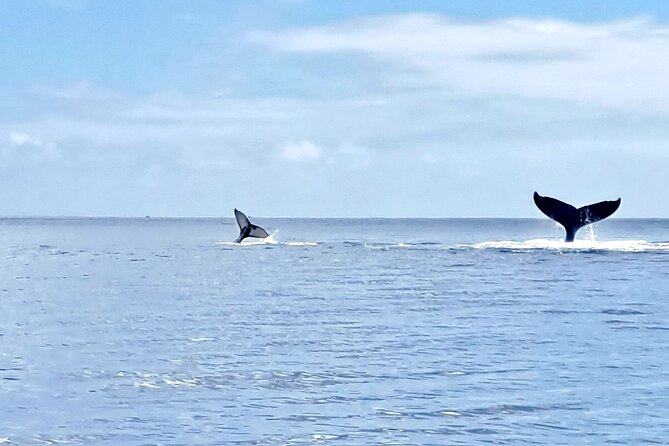 Whale watching and snorkelling in Moorea - Other animals and Moorea views