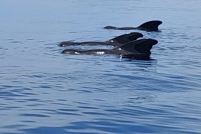 Whale watching and snorkelling in Moorea - What Ivy and Christoph add