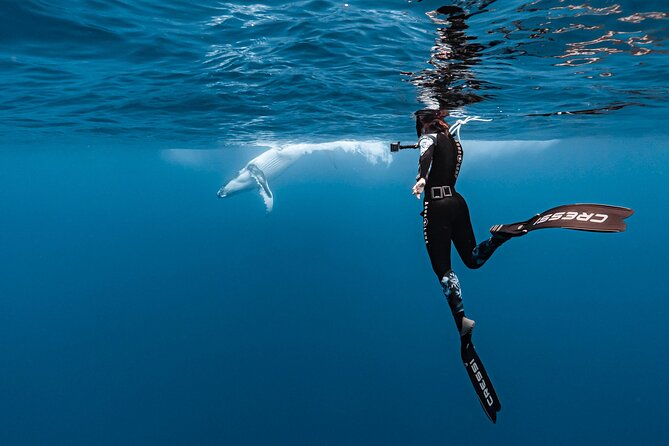 Whale watching and snorkelling in Moorea - How much value do you get for $230.78?