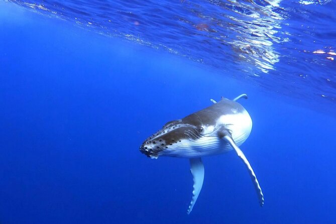 Whale watching and snorkelling in Moorea - Who should book this experience?