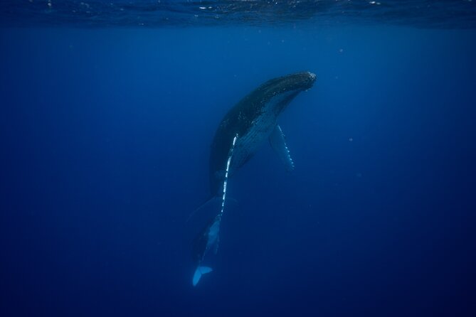 Whale watching and snorkelling in Moorea - Searching for whales along the coast