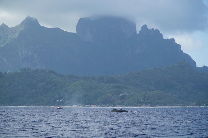 Whale Watching Bora Bora - Snorkeling near whales, when conditions allow