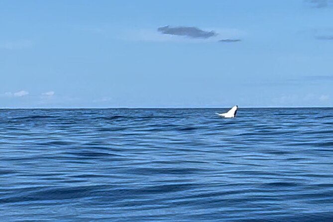 Whale watching DE Humpback West Coast of Tahiti - Watching from the boat comes first
