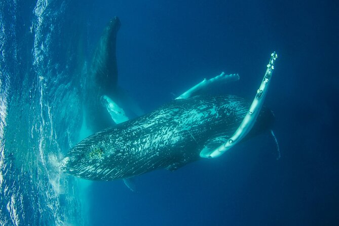 Whale watching DE Humpback West Coast of Tahiti - What is included for $167.34