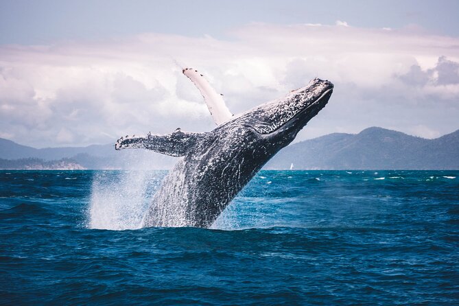 Whale watching DE Humpback West Coast of Tahiti - Who will enjoy this most
