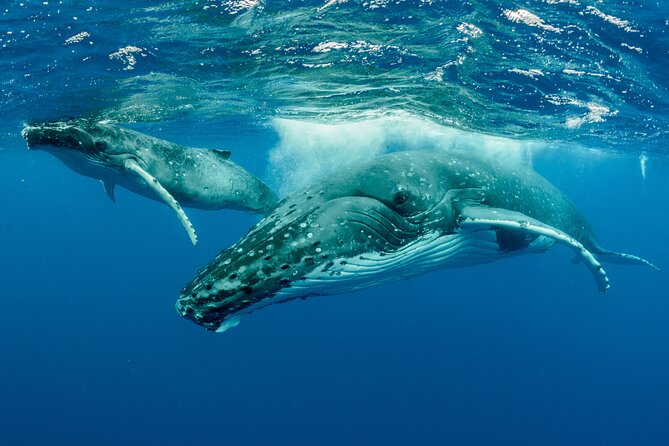 Whale watching DE Tahiti Peninsula - Meeting at PK17 and getting ready on the boat