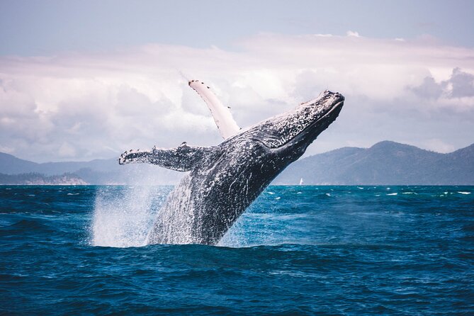 Whale watching DE Tahiti Peninsula - Who can enter the water and who should stay aboard