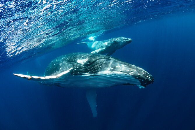 Whale watching DE Tahiti Peninsula - What the $188.27 price really covers