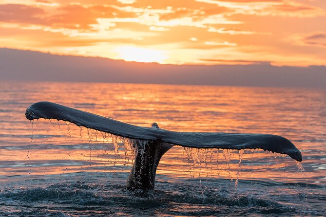 Whale watching DE Tahiti Peninsula - What makes this better than a standard sightseeing cruise