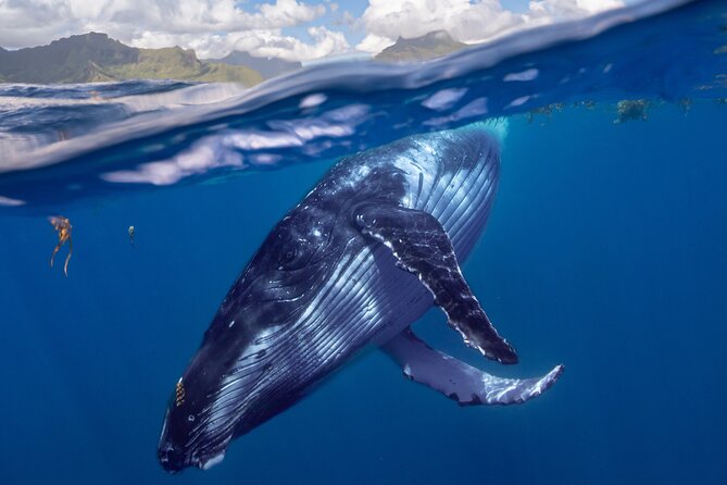 Whale watching DE Tahiti Peninsula - The first hours at sea: looking, listening, and learning