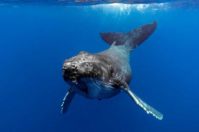 Whale watching in Moorea - Key points at a glance
