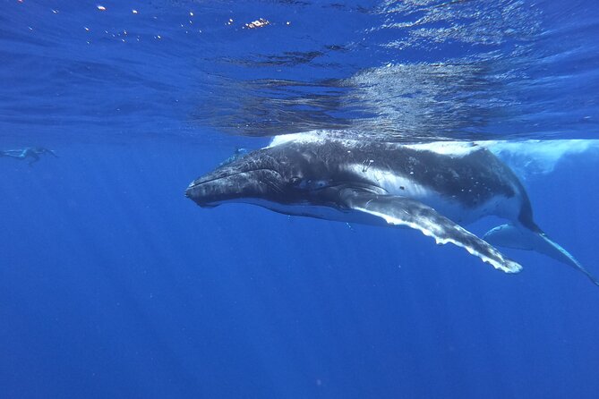 Whale watching in Moorea - Why Moorea’s humpback season matters