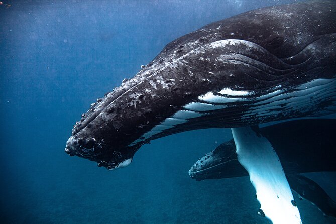 Whale watching in Moorea - Moorea Lagoon: turtles, rays, and sharks