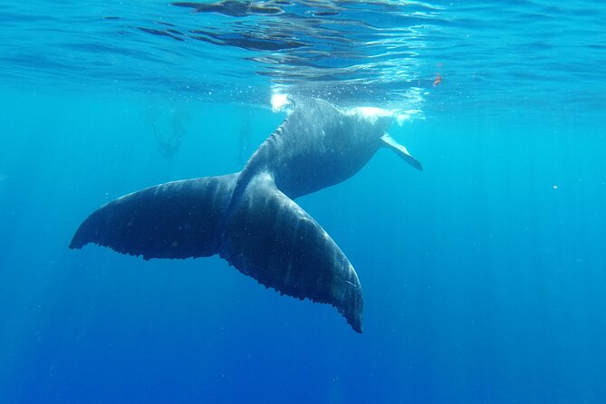 Whale watching in Moorea - Practical planning for your morning