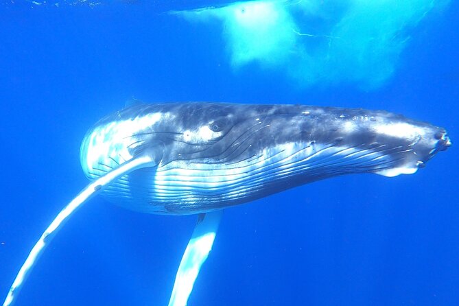 Whale watching in Moorea - The 8:30 a.m. departure from Temae