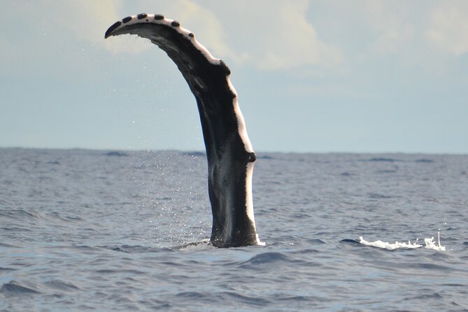 Whale watching in the calm of the peninsula with Tātahi tours - A quiet start in Taiʻarapu-Ouest