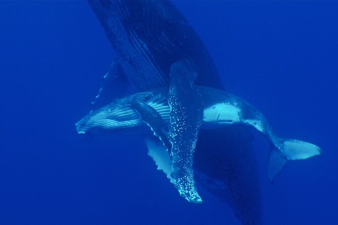 Whale watching in the calm of the peninsula with Tātahi tours - Reaching roadless Fenua Aihere