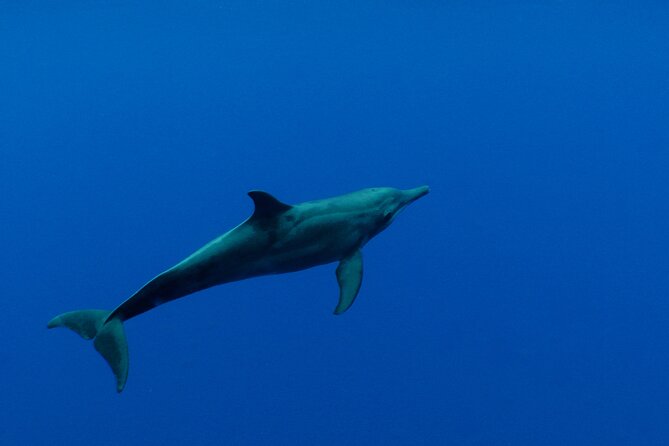 Whale watching in the calm of the peninsula with Tātahi tours - Hearing whale song through the hydrophone