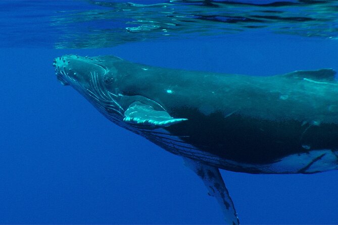 Whale watching in the calm of the peninsula with Tātahi tours - Snorkeling, fruit, and a small group