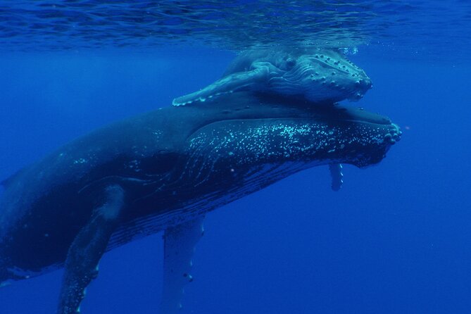 Whale watching in the calm of the peninsula with Tātahi tours - Is $193.13 a fair price?
