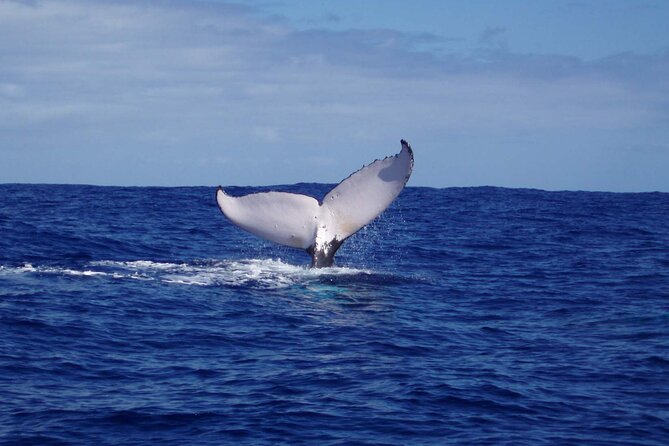 Whale watching in the calm of the peninsula with Tātahi tours - Seeing Teahupoo from the water