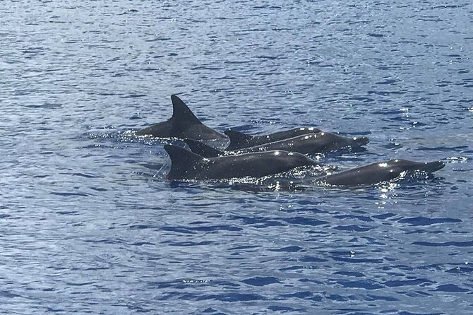 Whale Watching Moorea (non-swimming) - Quick take on the Moorea whale tour