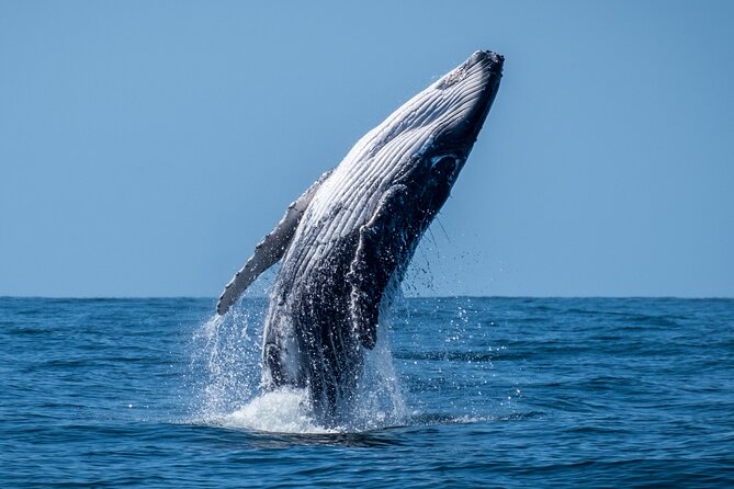 Whale Watching Moorea (non-swimming) - Moorea’s whales are the reason to go